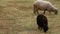 Telephoto shot of black and white sheep eating grass