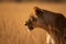 A telephoto shot of a lioness in the African savannah