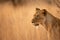 A telephoto shot of a lioness in the African savannah