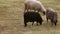 Telephoto shot of three sheep, one black sheep