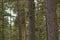 A telephoto shot of two red squirrels playing on a tree in beacon wood in penrith, Cumbria