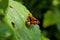 Telicata bambusae, the dark palm dart