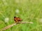 Telicota bambusae - Indian Dart butterfly resting at dry grass in the morning at meadow