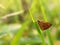 Telicota bambusae - Indian Dart butterfly resting at grass