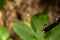 Tellow-barred Longhorn moth Nemaphora degeerella huge antenna