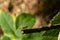 Tellow-barred Longhorn moth Nemaphora degeerella huge antenna