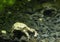 Telmatobius culeus, commonly known as the Titicaca water frog, underwater at the Dallas City Zoo.