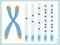 Telomere, cell division diagram. Reduction of telomeres after cell division scheme