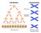 Telomere, cell division and human chromosomes