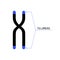 Telomere end of chromosome