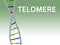 TELOMERE - genetic concept