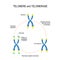 Telomere and telomerase. Aging process