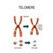 Telomere. Vector illustration for scientific, medical and educa