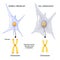 Telomeres  of Chromosome in Normal fibroblast and Cell senescence