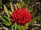 Telopea Braidwood Brilliant a Proteaceae in Aust native garden 1