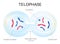 Telophase is the phase of the cell cycle.