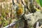 Teloschistes sp. and Ramalina sorediantha Nyl. growing on branch on the beach