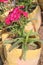 Telstar Carmine Rose Dianthus flower plant