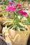 Telstar Carmine Rose Dianthus flower plant