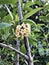 Tembusu or Anan or Fagraea fragrans or Ironwood or Kan krao flowers.