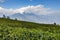 Temi Tea Garden with mountain and enormous cloud in the background in winter near Gangtok. Sikkim, India