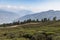 Temi Tea Garden with mountain and enormous cloud in the background in winter near Gangtok. Sikkim, India