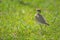 Temminck courser walks left across sunlit grass