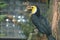 Temminck hornbill