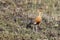 Temminck`s courser, Cursorius temminckii in the grass