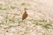 Temminck`s courser, Cursorius temminckii,  in the nature habitat, Okavango. Botswana in Africa.Bird sitting in the sand with gras