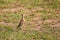 Temminck\\\'s courser on the ground near its nest in the Masai Mara