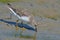 Temminck\'s Stint (Calidris temminckii)