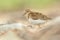 Temminck\'s Stint (Calidris temminckii)