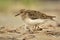 Temminck\'s Stint (Calidris temminckii)