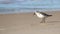 Temminck`s stint Calidris temminckii walking over the sea shore