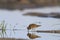 Temminck\'s stint and reflection in water