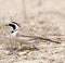 Temminck\'s Strandleeuwerik, Temminck\'s Lark, Eremophila bilopha