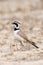 Temminck\'s Strandleeuwerik, Temminck\'s Lark, Eremophila bilopha