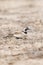 Temminck\'s Strandleeuwerik, Temminck\'s Lark, Eremophila bilopha