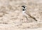 Temminck\'s Strandleeuwerik, Temminck\'s Lark, Eremophila bilopha