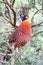 Temminck\'s Tragopan