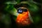 Temminck`s Tragopan, Tragopan temminckii, detail portrait of rare pheasant with black, blue and orange head, bird in the nature