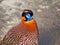 Temminck`s Tragopan, Tragopan temminckii, is probably the most beautiful pheasant