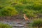 Temminck stint