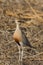 Temmincks Courser Cursorius temminckii standing in the dry grass with bokeh