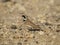 Temmincks lark, Eremophila bilopha