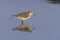 Temmincks stint, Calidris temminckii