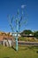 Tempe, Arizona: Front Yard Tree with Easter Eggs