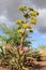 Tempe, Arizona: Landscaping - Agave Chrysantha in Beachpark