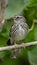 Temperate bird Gavia stellata migrates found in Northern Hemisphere